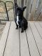 French Bulldog Puppies for sale in Stevens Point, WI, USA. price: NA