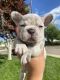 French Bulldog Puppies for sale in Pueblo, CO 81005, USA. price: $5,000