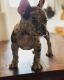 French Bulldog Puppies for sale in Cranston, RI, USA. price: $4,000