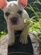 French Bulldog Puppies for sale in Marion, NC 28752, USA. price: NA