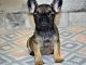 French Bulldog Puppies for sale in RTD Park and Ride, Westminster, CO 80031, USA. price: $800