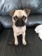 French Bulldog Puppies for sale in Goodrich, MI 48438, USA. price: $900