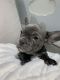 French Bulldog Puppies for sale in Gerard Dou St, California 92596, USA. price: NA