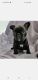 French Bulldog Puppies for sale in Hallandale Beach, FL 33009, USA. price: NA