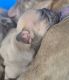 French Bulldog Puppies for sale in Marysville, CA, USA. price: NA