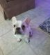 French Bulldog Puppies for sale in Bound Brook, NJ 08805, USA. price: NA