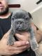 French Bulldog Puppies for sale in Biloxi, MS, USA. price: NA