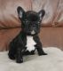 French Bulldog Puppies for sale in Salt Lake City, UT 84108, USA. price: NA