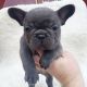 French Bulldog Puppies for sale in Roswell, GA, USA. price: $900