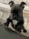 French Bulldog Puppies for sale in National City, CA, USA. price: NA