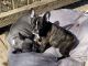 French Bulldog Puppies for sale in Amarillo, TX, USA. price: $800