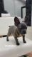French Bulldog Puppies for sale in Providence, RI, USA. price: $3,500