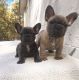 French Bulldog Puppies for sale in Adair Village, OR 97330, USA. price: NA
