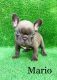 French Bulldog Puppies for sale in Murfreesboro, TN, USA. price: NA
