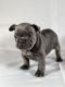 French Bulldog Puppies for sale in Pensacola, FL, USA. price: NA