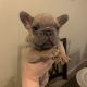 French Bulldog Puppies for sale in Imperial, CA, USA. price: NA