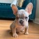 French Bulldog Puppies for sale in Greenville, SC, USA. price: NA