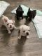 French Bulldog Puppies for sale in Scottsdale, AZ, USA. price: $3,500