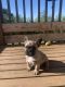French Bulldog Puppies for sale in Chehalis, WA 98532, USA. price: $4,000