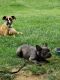 French Bulldog Puppies for sale in Cherry Hill, NJ, USA. price: $3,500