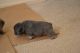French Bulldog Puppies for sale in Camarillo, CA, USA. price: $4,500