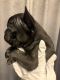 French Bulldog Puppies for sale in Maineville, OH 45039, USA. price: NA