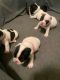 French Bulldog Puppies for sale in Puerto Rico, TX 78563, USA. price: $1,200