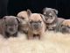 French Bulldog Puppies for sale in Grand Junction, CO, USA. price: $4,000