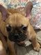 French Bulldog Puppies for sale in Harker Heights, TX, USA. price: $1,500