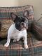 French Bulldog Puppies for sale in Olathe, CO 81425, USA. price: NA