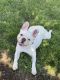 French Bulldog Puppies for sale in Brookfield, WI, USA. price: $3,000