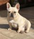 French Bulldog Puppies for sale in Miramar, FL, USA. price: NA