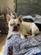 French Bulldog Puppies for sale in Corryton, TN 37721, USA. price: $2,000