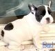 French Bulldog Puppies for sale in Chesnee, SC 29323, USA. price: $2,900