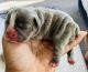 French Bulldog Puppies for sale in Queen Creek, AZ 85142, USA. price: NA