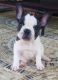 French Bulldog Puppies for sale in Tomball, TX 77375, USA. price: $2,000