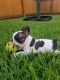 French Bulldog Puppies for sale in Tomball, TX 77375, USA. price: $2,000