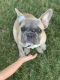 French Bulldog Puppies for sale in Willowbrook, IL 60527, USA. price: $2,500