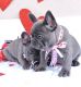 French Bulldog Puppies for sale in Portland, OR, USA. price: $700
