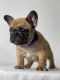 French Bulldog Puppies for sale in Covina, CA 91723, USA. price: $4,500