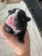 French Bulldog Puppies for sale in Milledgeville, GA, USA. price: $3,500