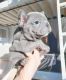 French Bulldog Puppies for sale in Miami Beach, FL, USA. price: $1,000