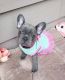French Bulldog Puppies for sale in Michigan - Martin, Detroit, MI 48210, USA. price: $1,000
