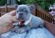 French Bulldog Puppies for sale in Ottawa, ON, Canada. price: NA