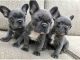 French Bulldog Puppies for sale in Minneapolis, MN, USA. price: $1,000