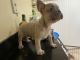 French Bulldog Puppies for sale in Kendall, FL, USA. price: $2,800