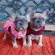 French Bulldog Puppies for sale in 3926 Eastland Lake Dr, Richmond, TX 77406, USA. price: NA