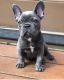 French Bulldog Puppies for sale in 8247 SW 90th Ave, Ocala, FL 34481, USA. price: $1,000