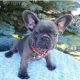 French Bulldog Puppies for sale in 8247 SW 90th Ave, Ocala, FL 34481, USA. price: NA