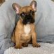 French Bulldog Puppies for sale in Avondale, AZ, USA. price: NA